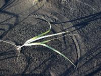 Durch Wind entstandes Sandmuster an Grashalm